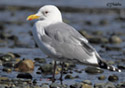 Larus occidentalus